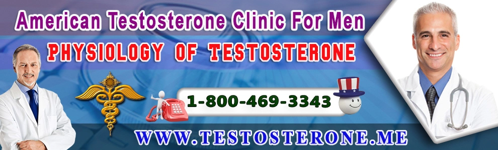 physiology of testosterone